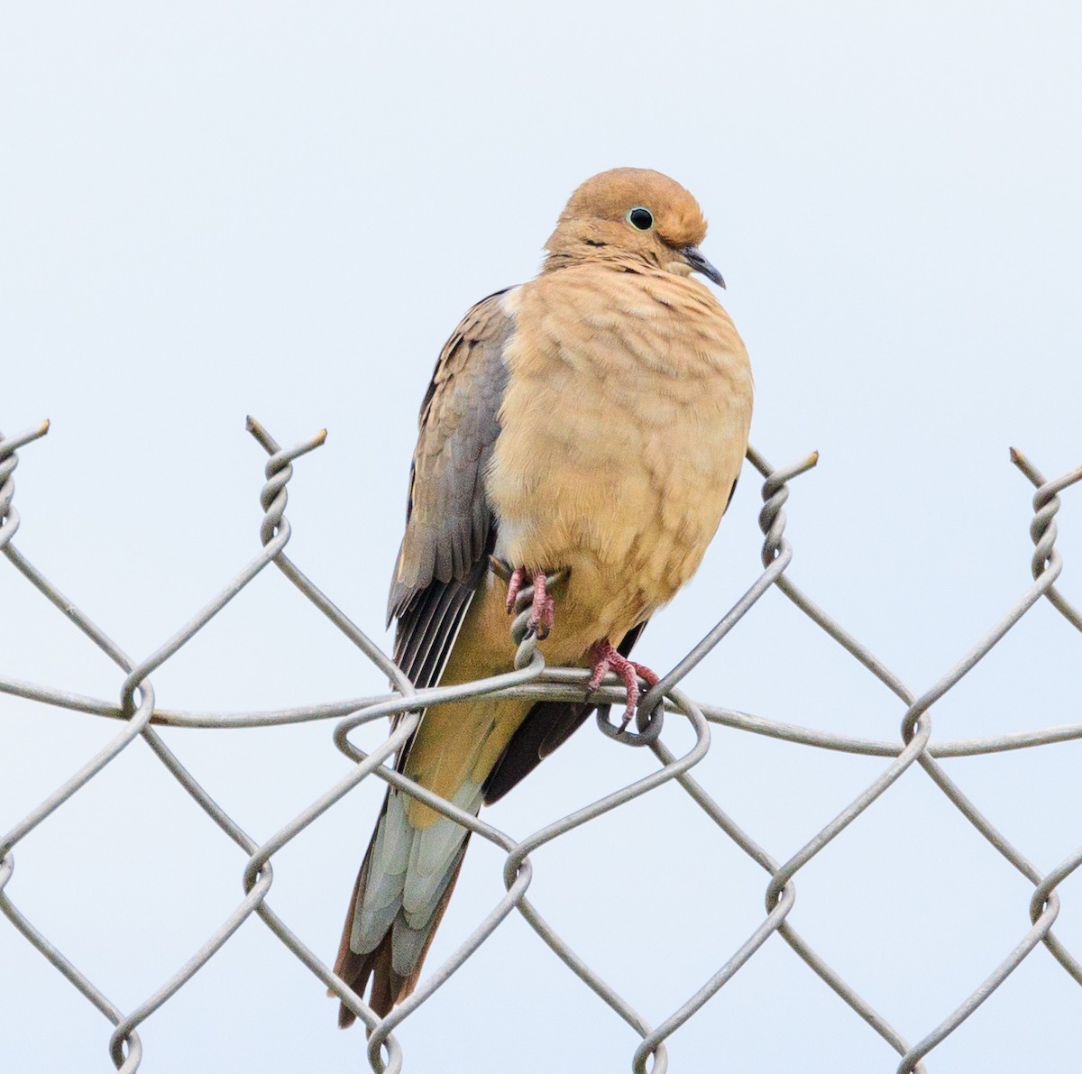 Mourning Dove - ML643449757
