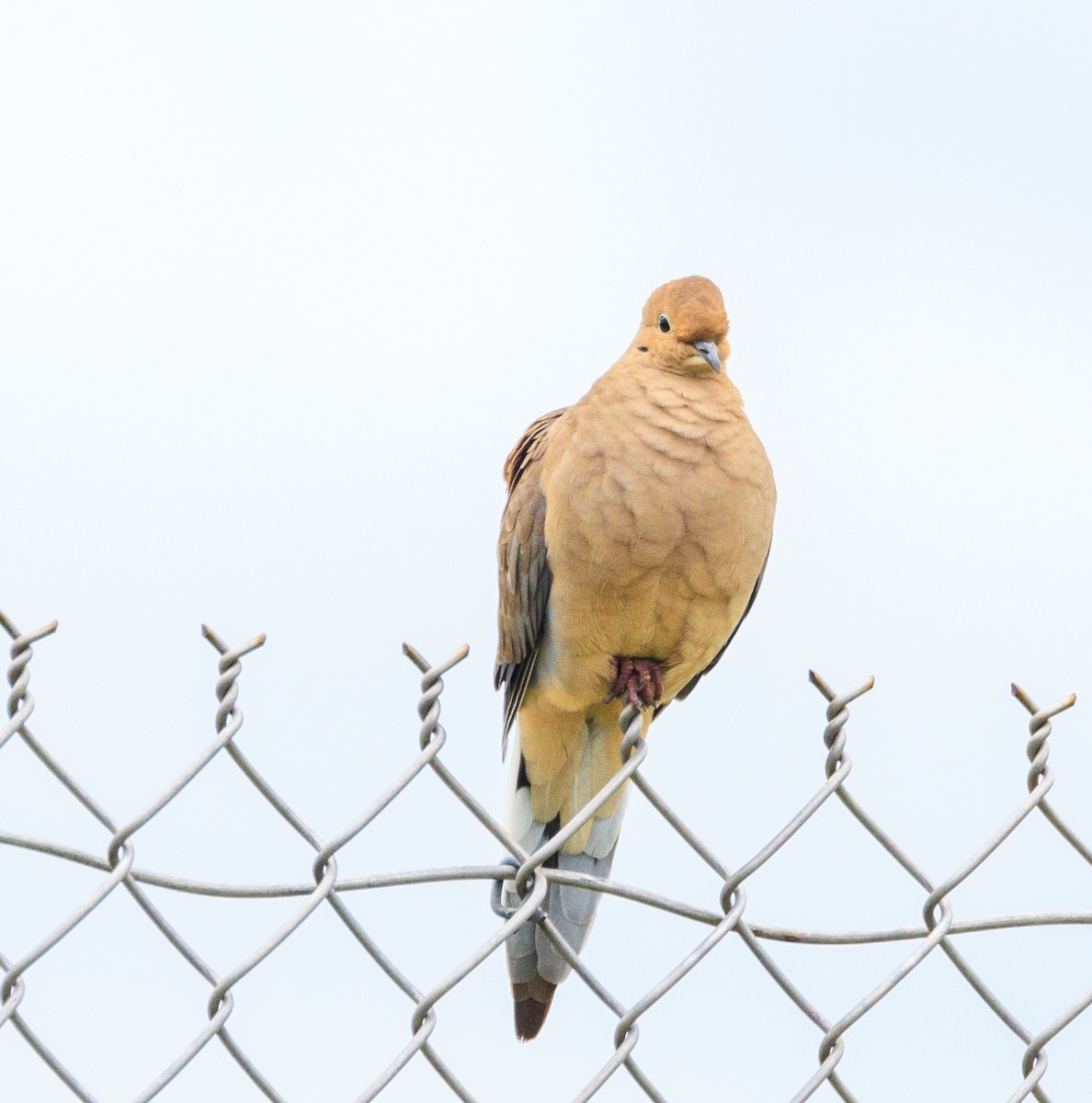 Mourning Dove - ML643449758