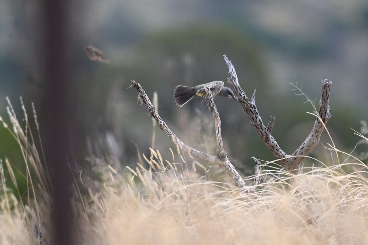 Cassin's Kingbird - ML643449759