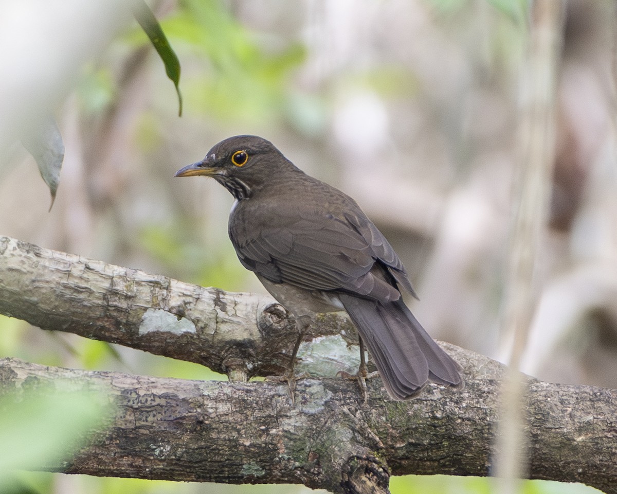 White-throated Thrush - ML643449775