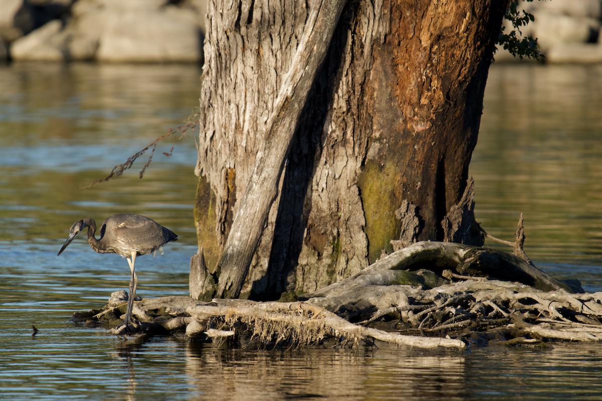 Great Blue Heron - ML643449776