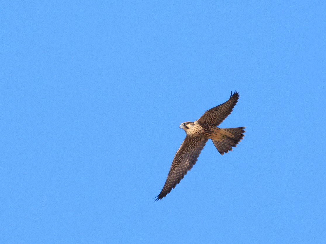 Peregrine Falcon - ML643449779