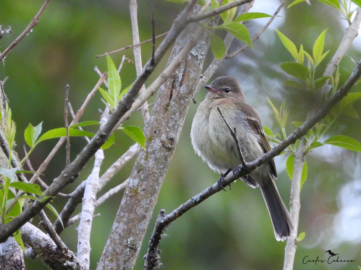 Highland Elaenia - ML643449780