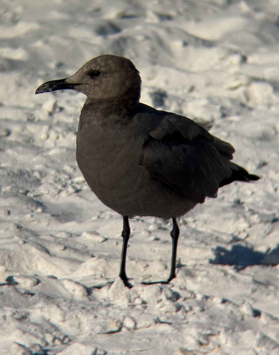 Gray Gull - ML643449782