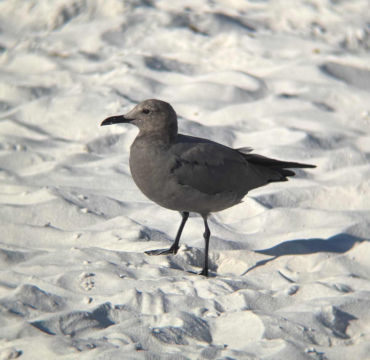 Gray Gull - ML643449783