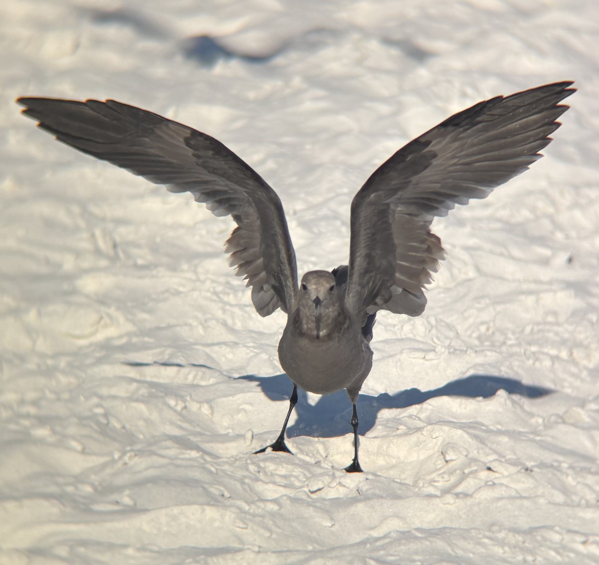 Gray Gull - ML643449784