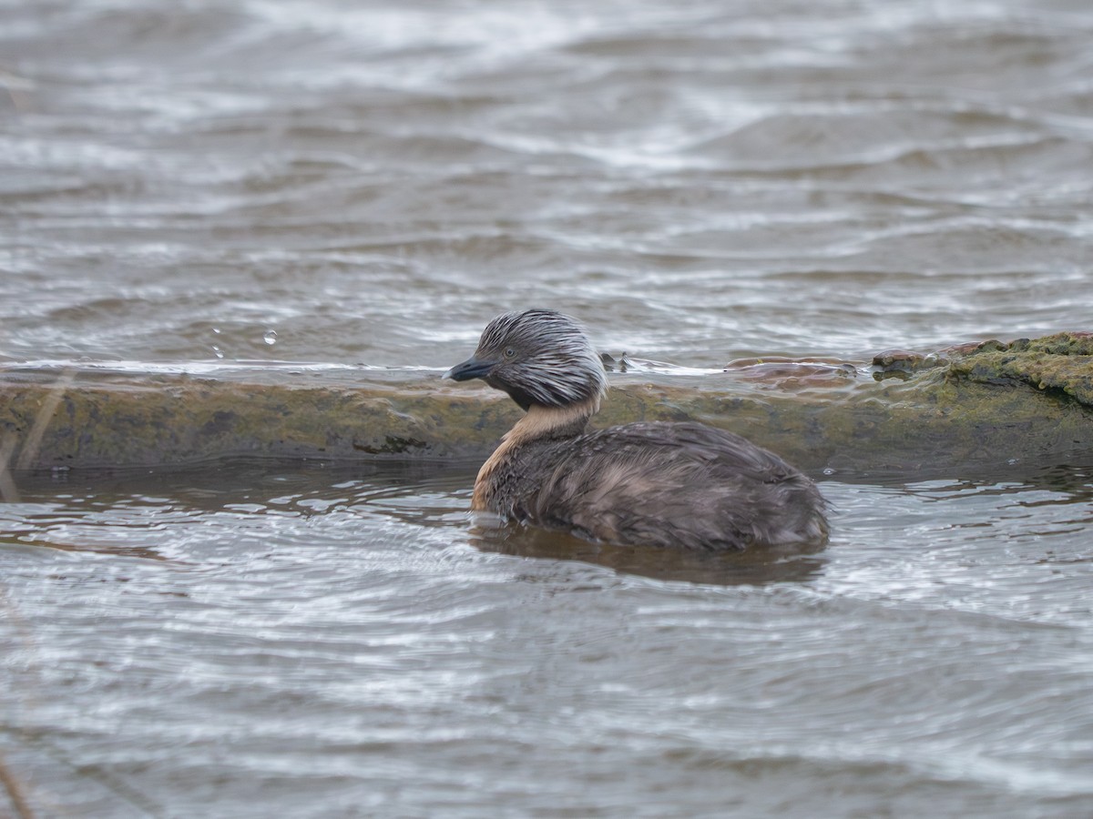 Hoary-headed Grebe - ML643449800