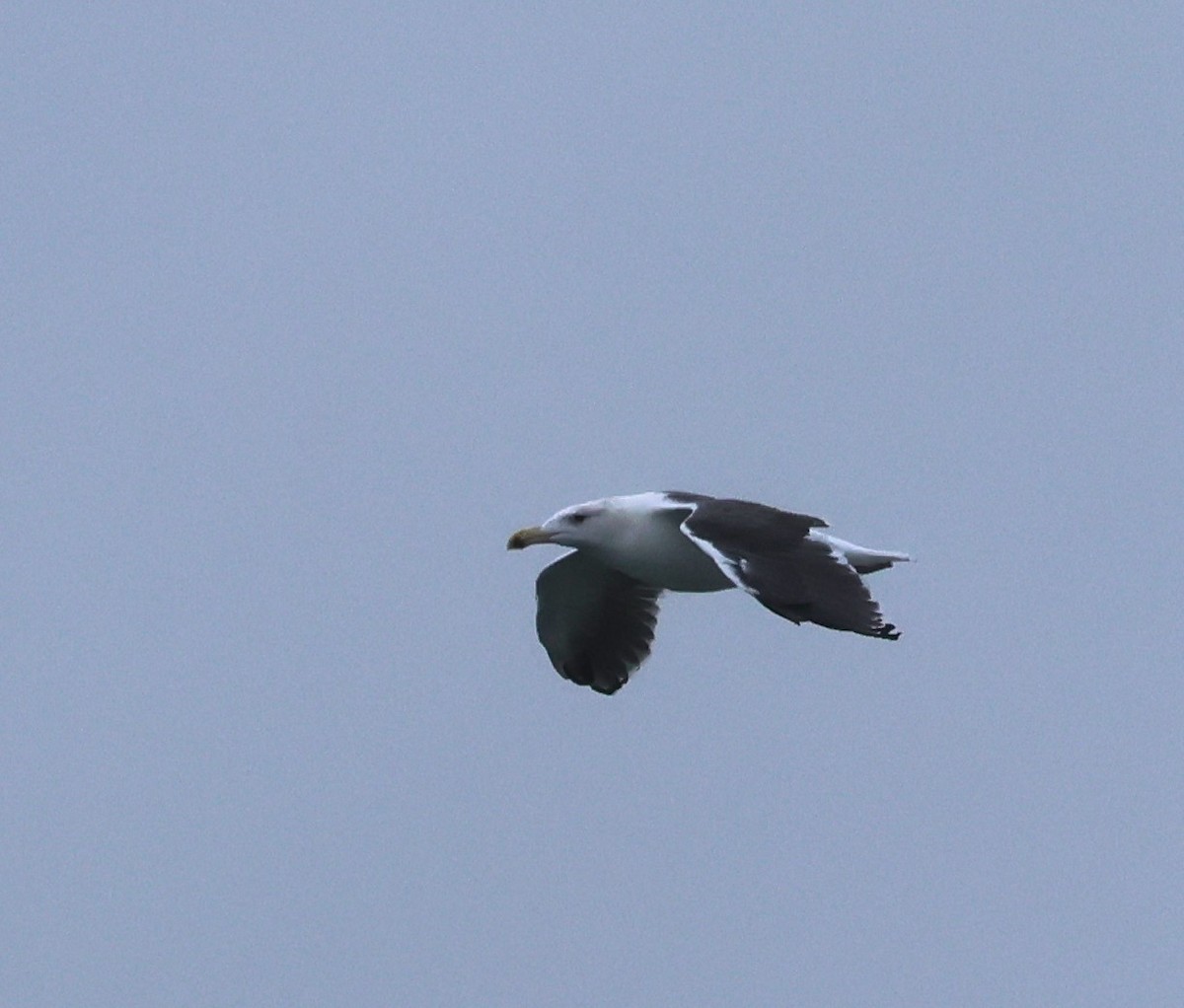 Great Black-backed Gull - ML643449801