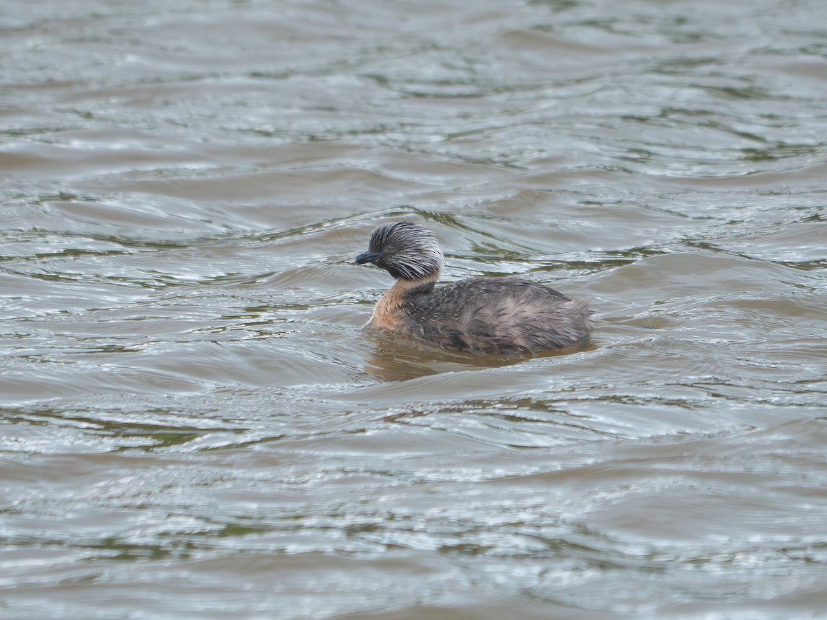Hoary-headed Grebe - ML643449804