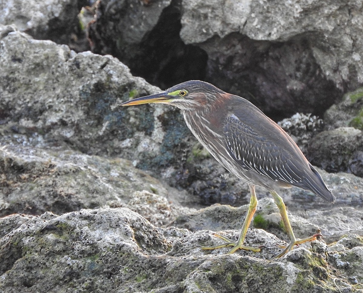 Green Heron - ML643449805