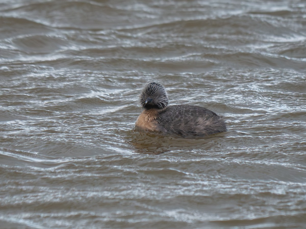 Hoary-headed Grebe - ML643449806