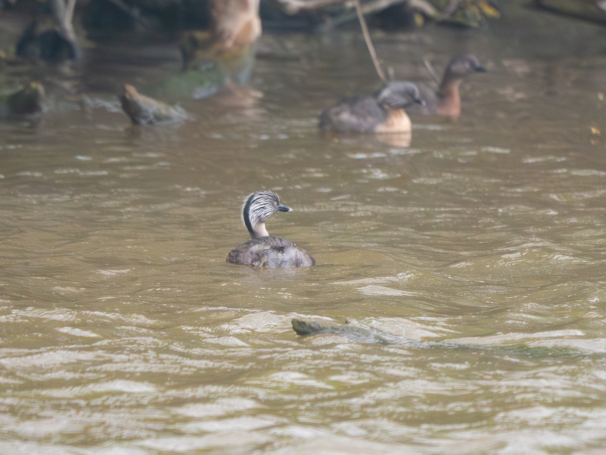 Hoary-headed Grebe - ML643449807