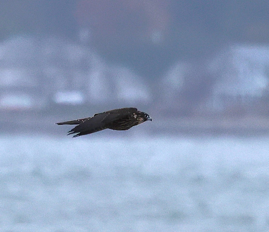 Peregrine Falcon - ML643449825
