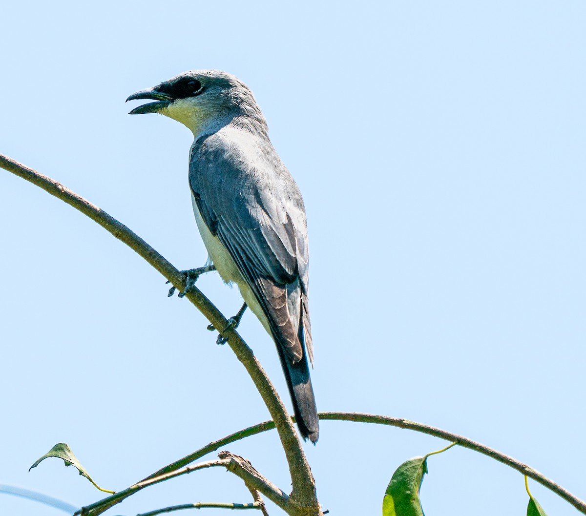 White-bellied Cuckooshrike - ML643449834