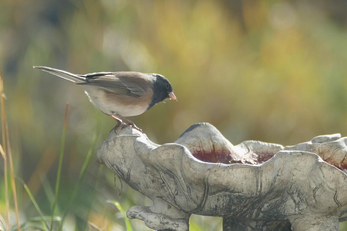 Dark-eyed Junco (Oregon) - ML643449839