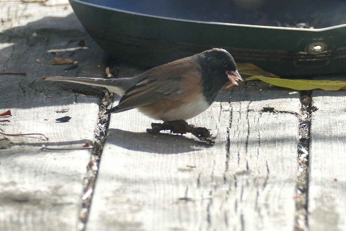 Dark-eyed Junco (Oregon) - ML643449840