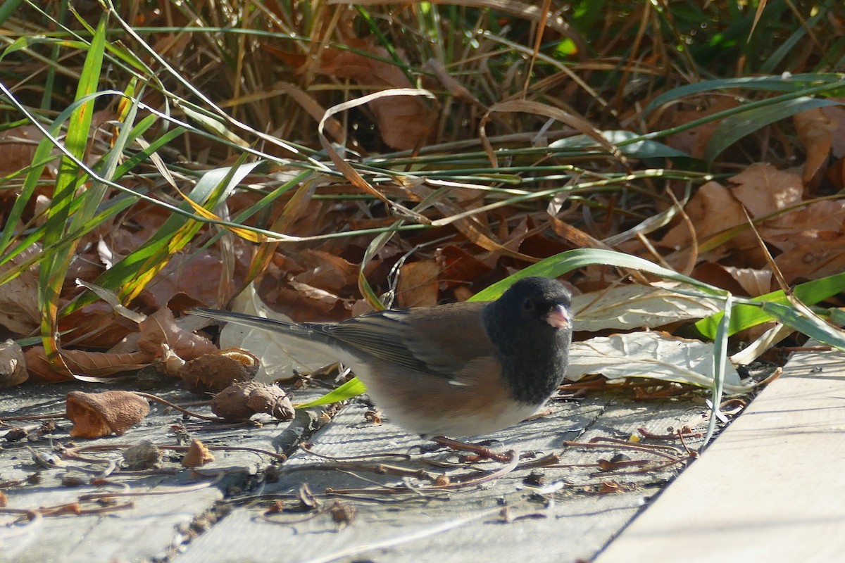 Dark-eyed Junco (Oregon) - ML643449841