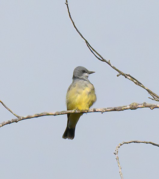Cassin's Kingbird - ML643449854