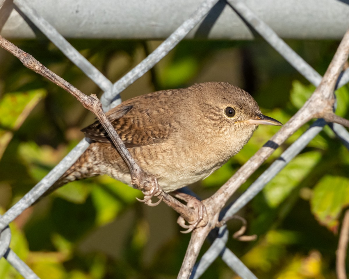 Northern House Wren - ML643449866