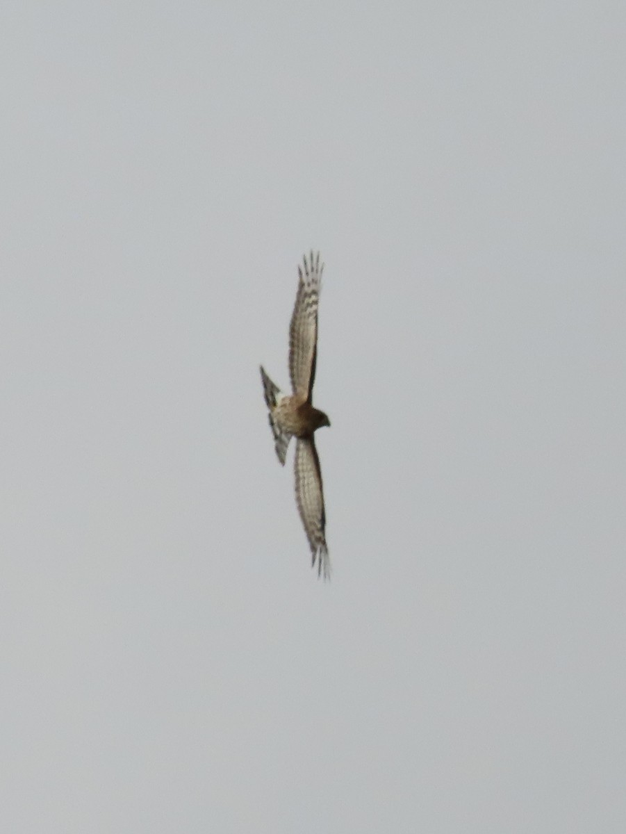 Sharp-shinned Hawk - ML643449893