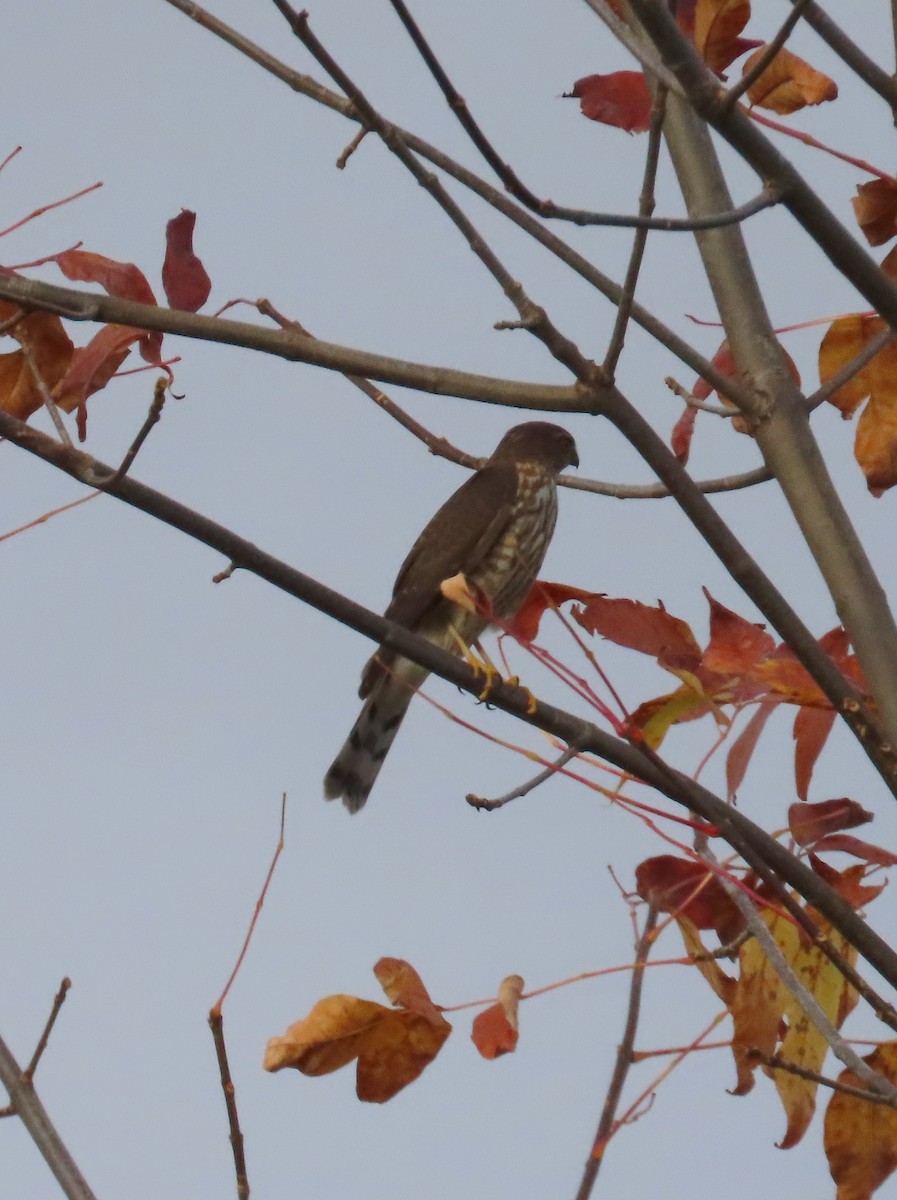 Sharp-shinned Hawk - ML643449897