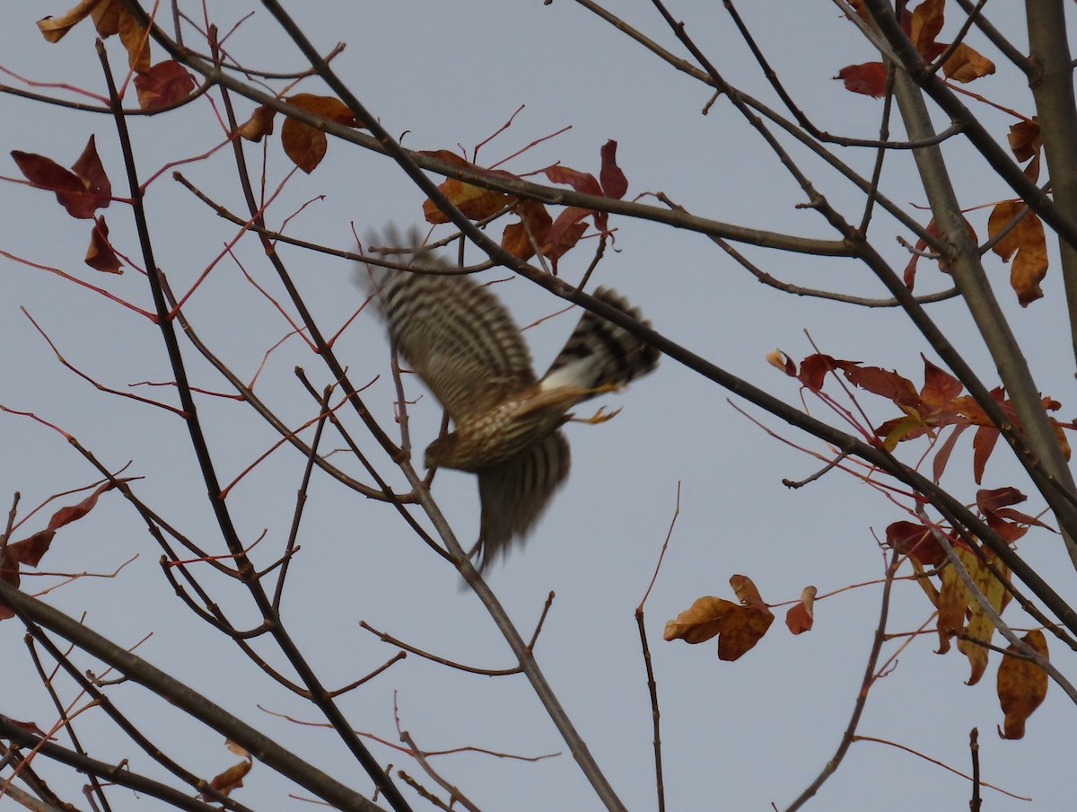 Sharp-shinned Hawk - ML643449914