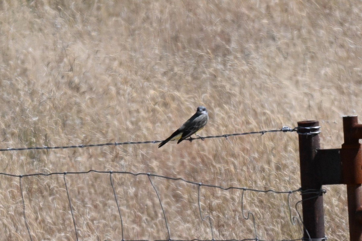 Cassin's Kingbird - ML643449933