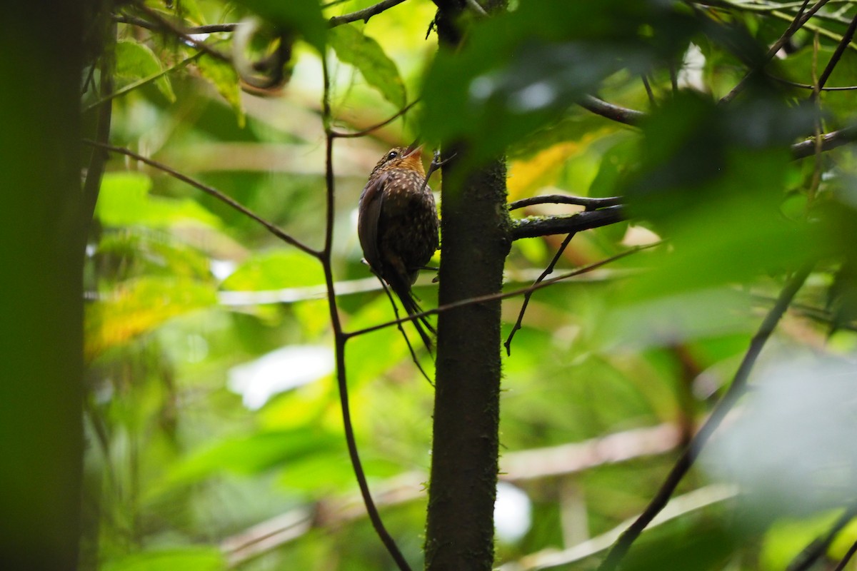 Spotted Barbtail - ML643449996