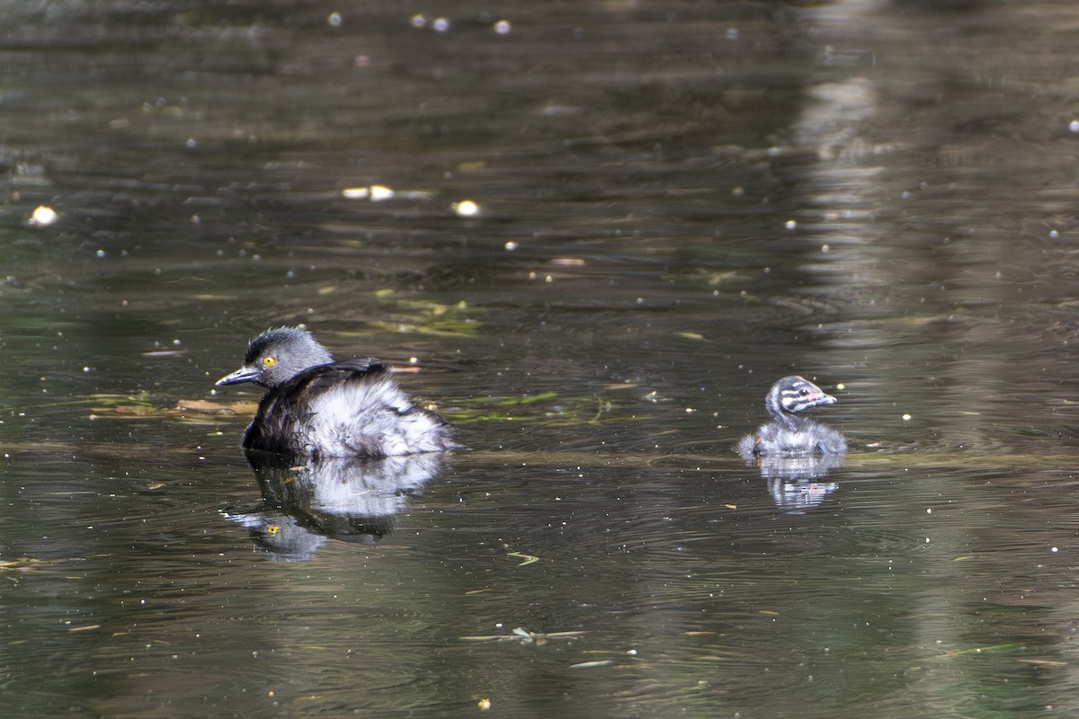 Least Grebe - ML643450009