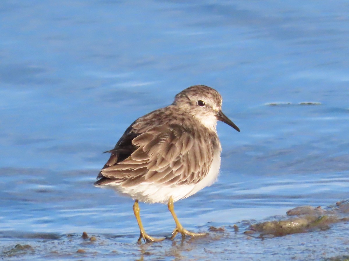 Least Sandpiper - ML643450026