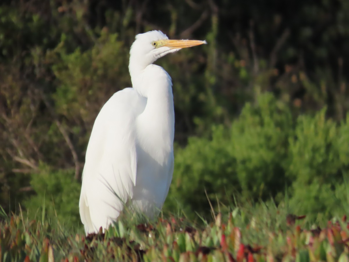 Great Egret - ML643450040