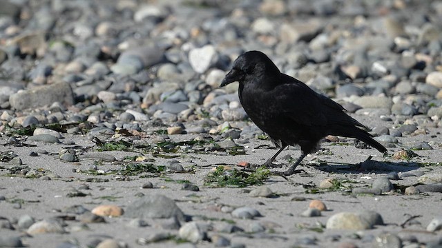 American Crow - ML643450041
