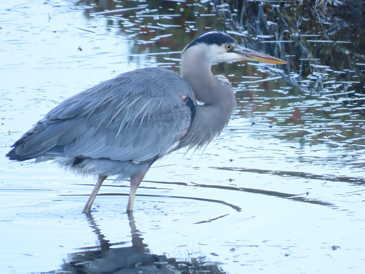 Great Blue Heron - ML643450054