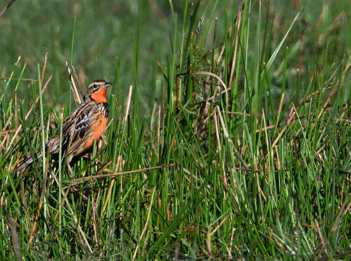 Rosy-throated Longclaw - ML643450091