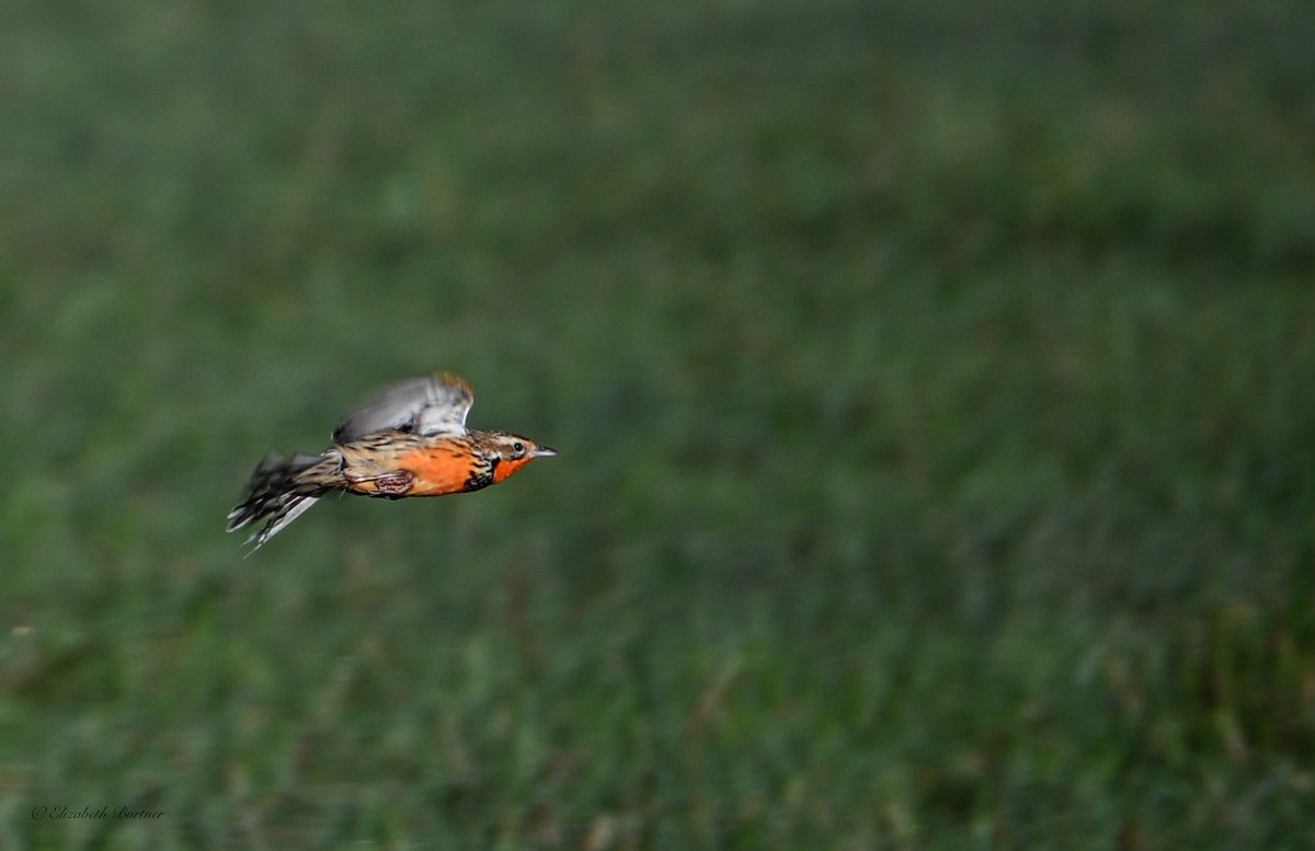 Rosy-throated Longclaw - ML643450092