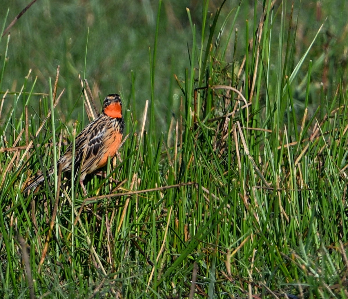 Rosy-throated Longclaw - ML643450093