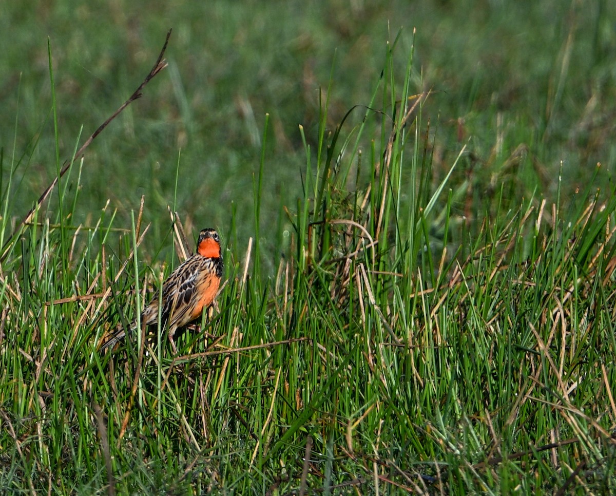 Rosy-throated Longclaw - ML643450094
