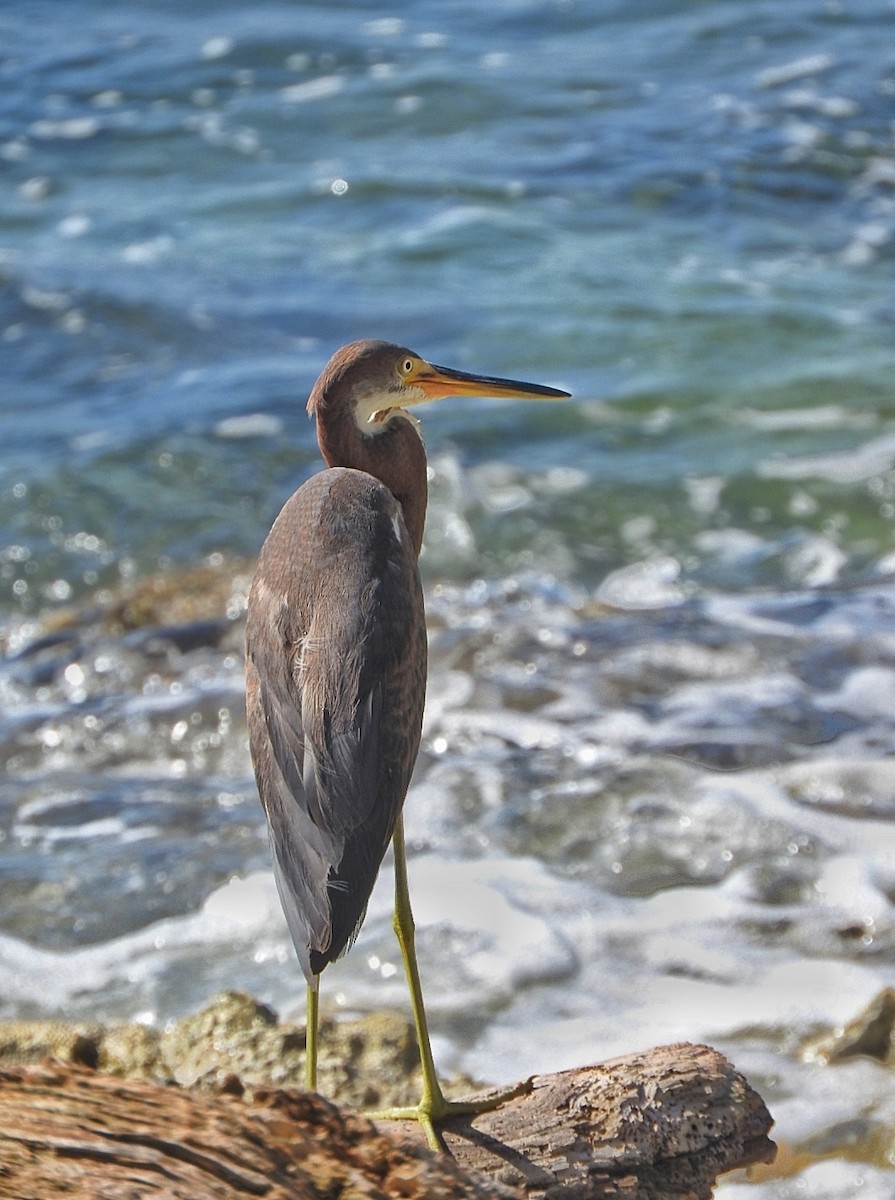 Tricolored Heron - ML643450102