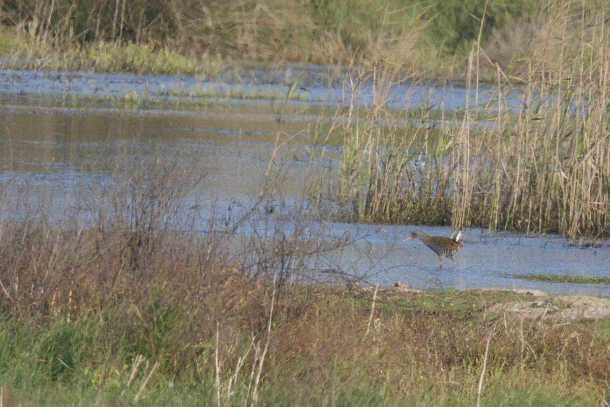 Water Rail - ML643450107