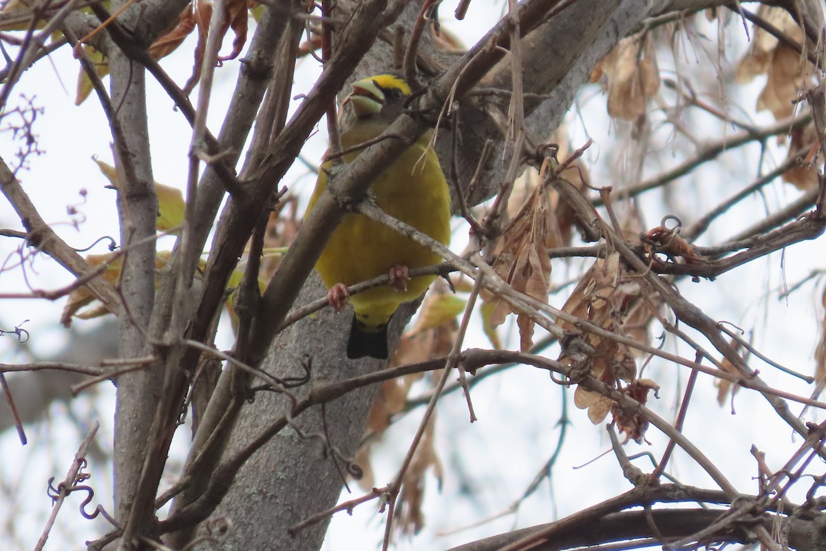 Evening Grosbeak - ML643450118