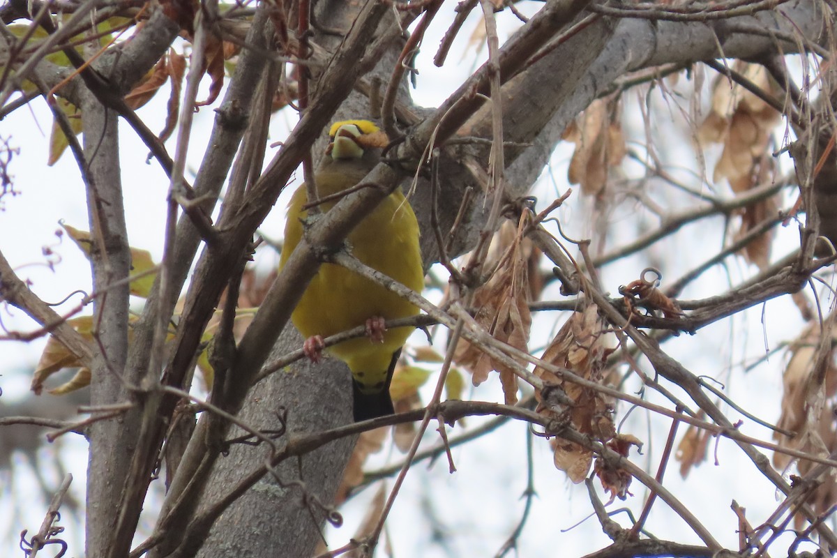 Evening Grosbeak - ML643450119