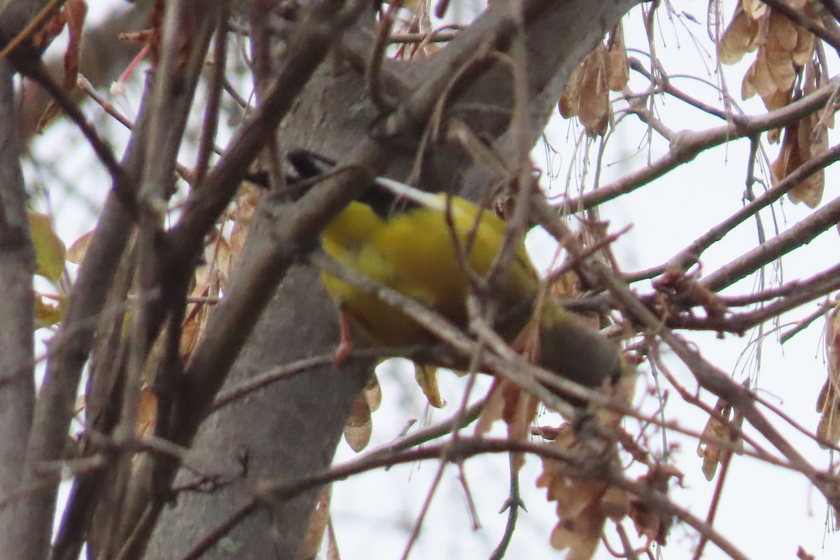 Evening Grosbeak - ML643450120