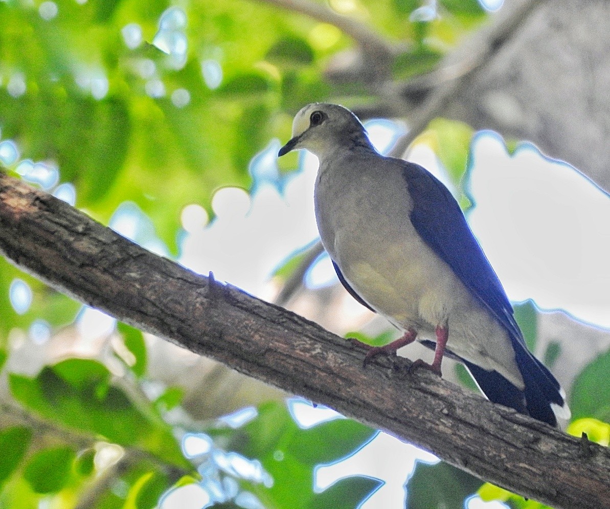 Caribbean Dove - ML643450137