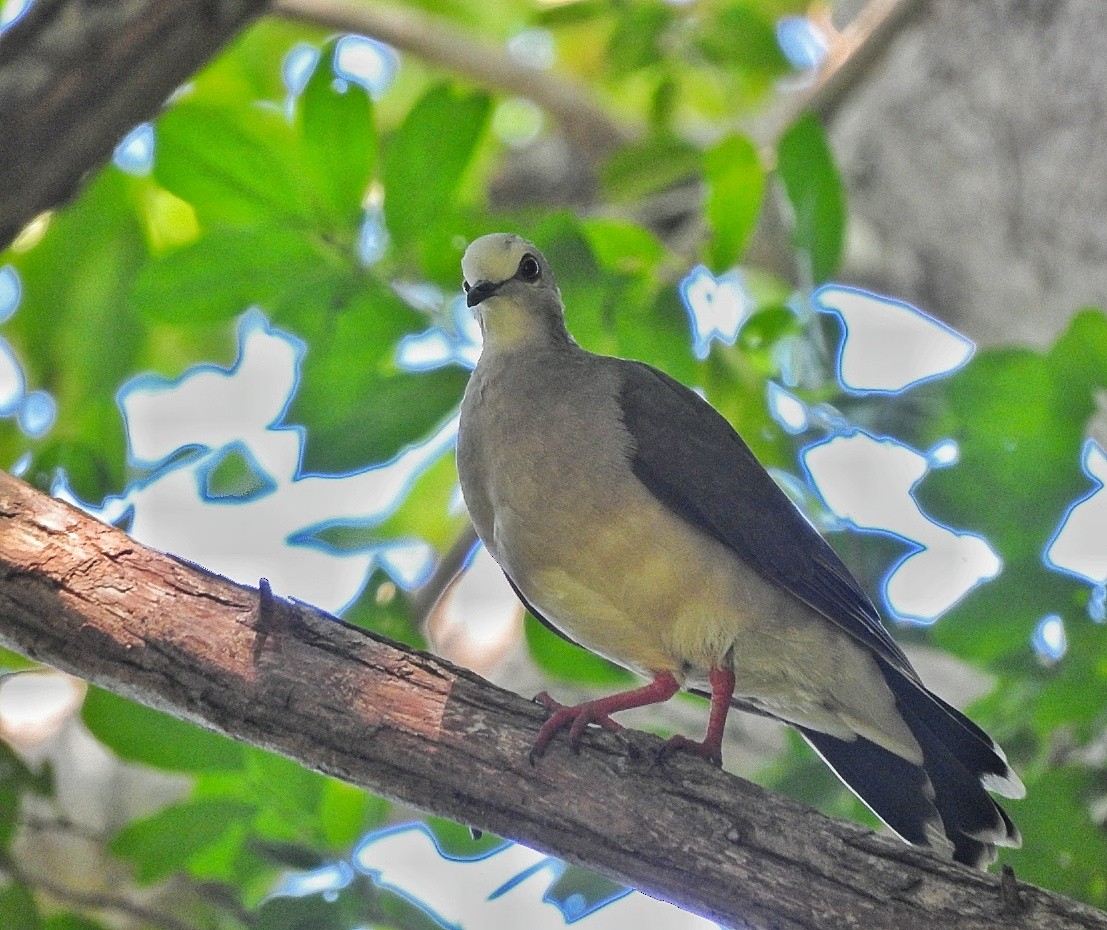 Caribbean Dove - ML643450146