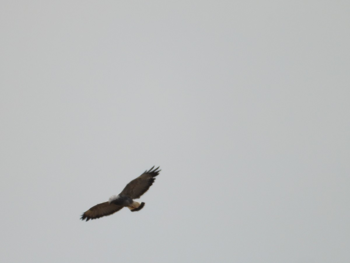 Variable Hawk - ML643450151