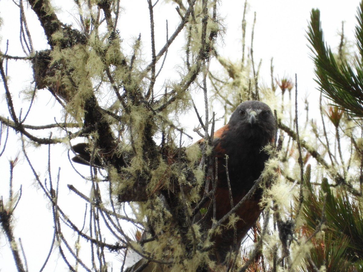 Variable Hawk - ML643450152