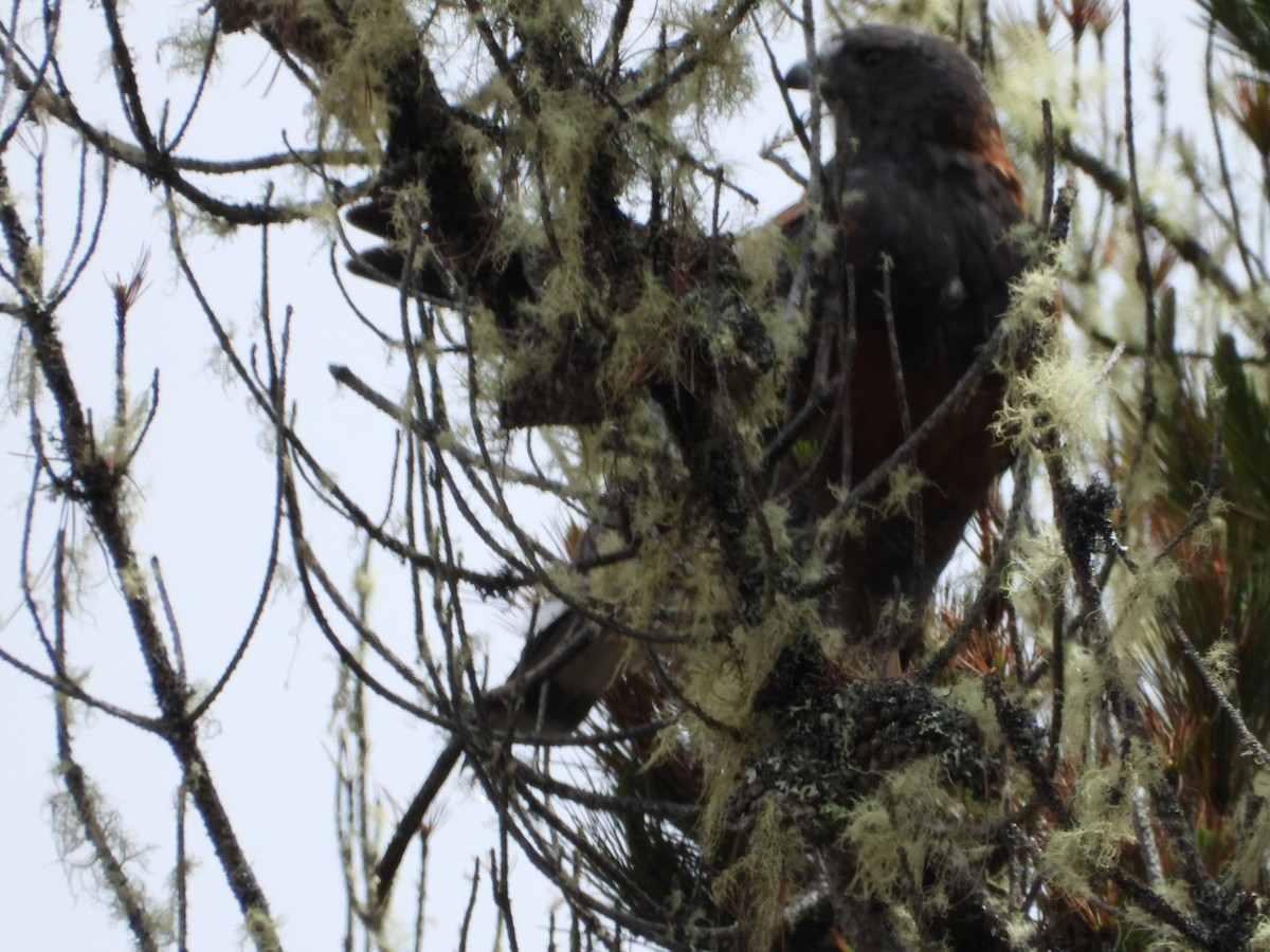 Variable Hawk - ML643450153