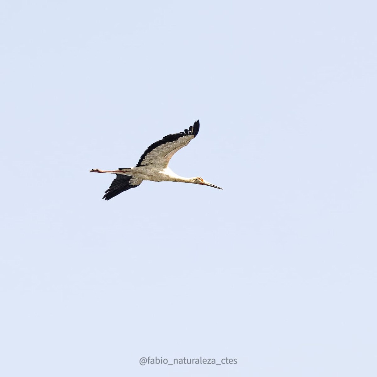 Maguari Stork - ML643450178
