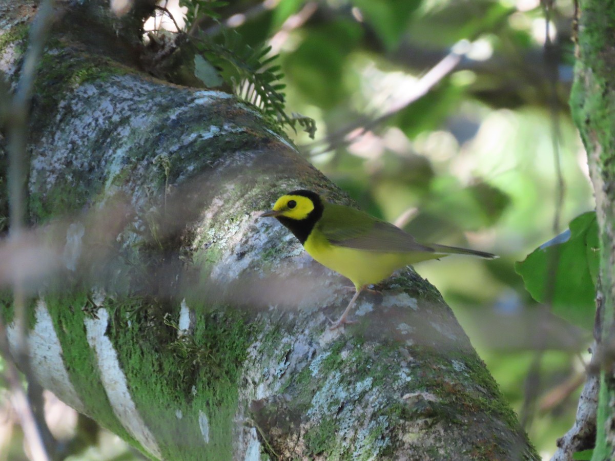 Hooded Warbler - ML643450207