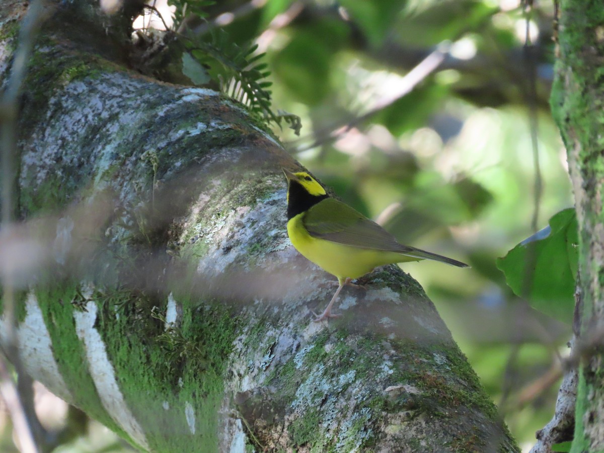 Hooded Warbler - ML643450208